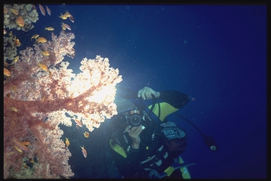 Chris photographing soft coral